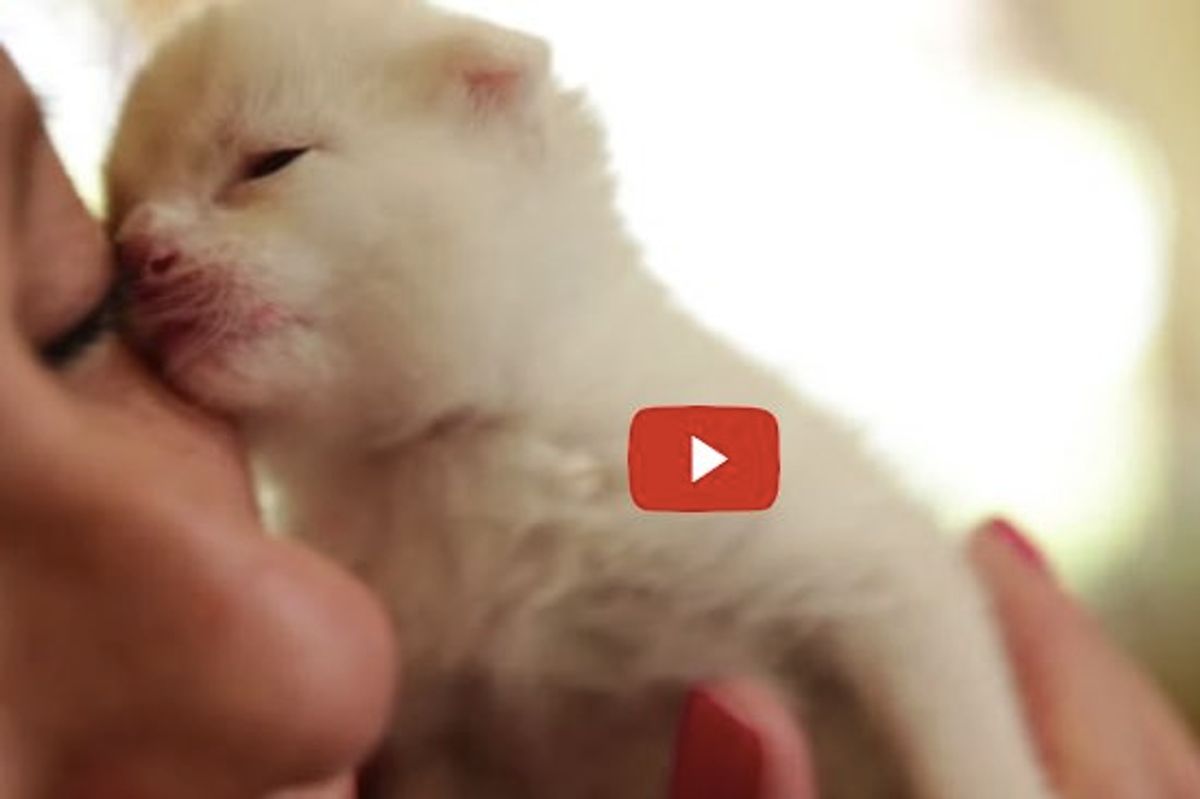 Rocket the Baby Kitten Found in Granite Yard Gets a Chance at a New Life!