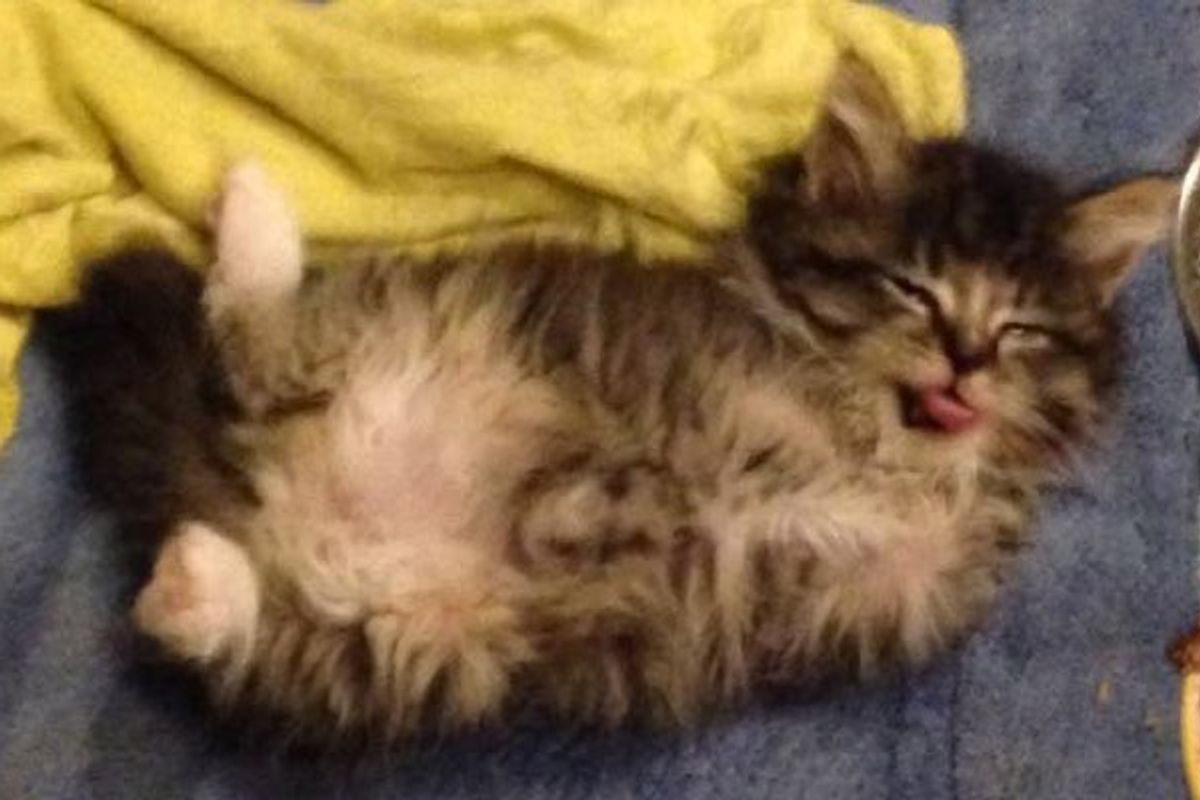 Pancake the Two Legged Wonder Cat Doesn't Think She's Any Different