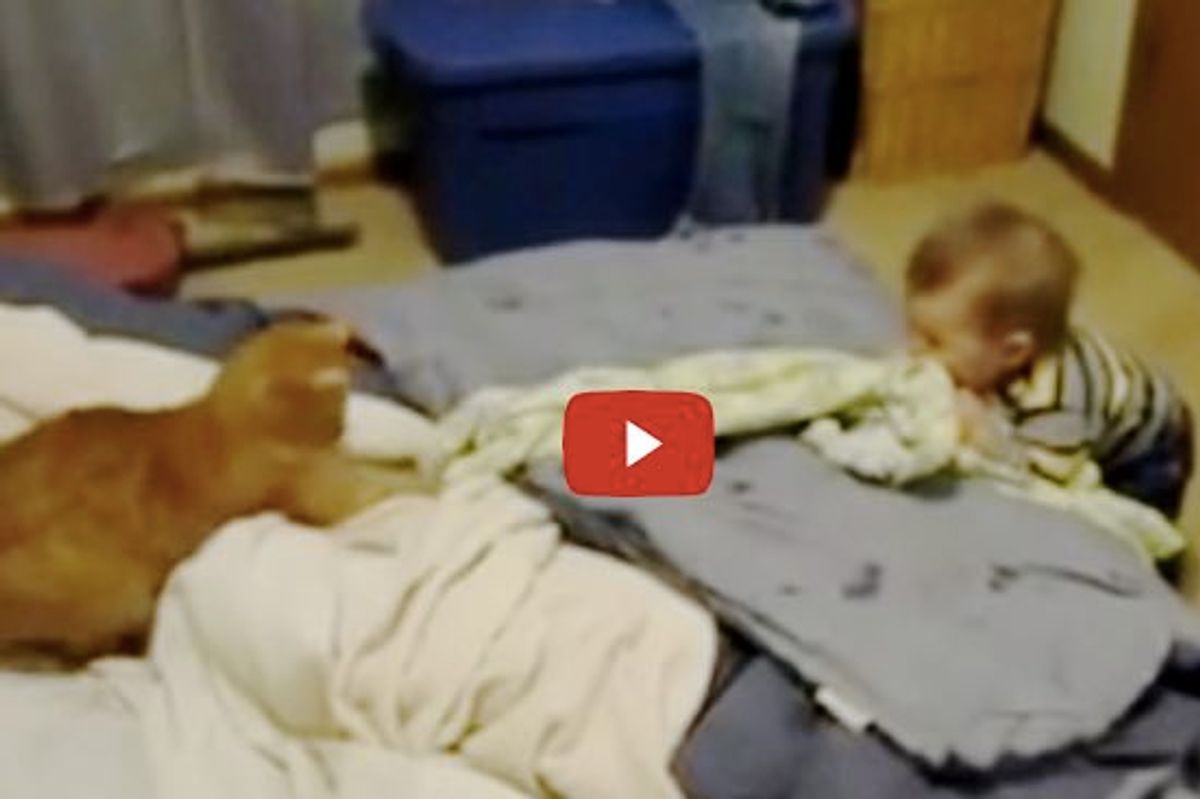 Kitty is Having Fun Playing with His Little Human. Baby Can't Stop Laughing!
