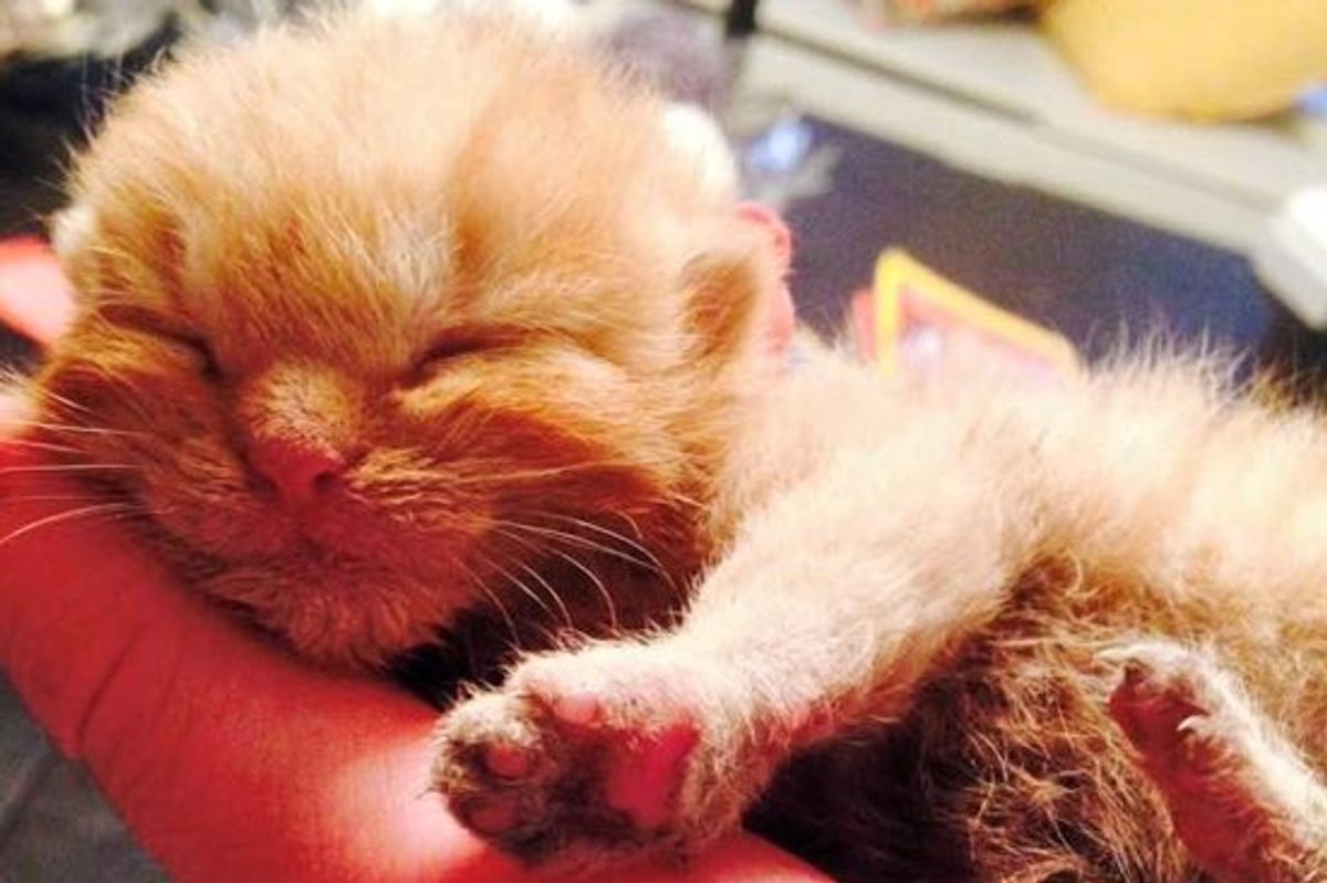 Miracle Kitten Rescued from Rubble After a Fire
