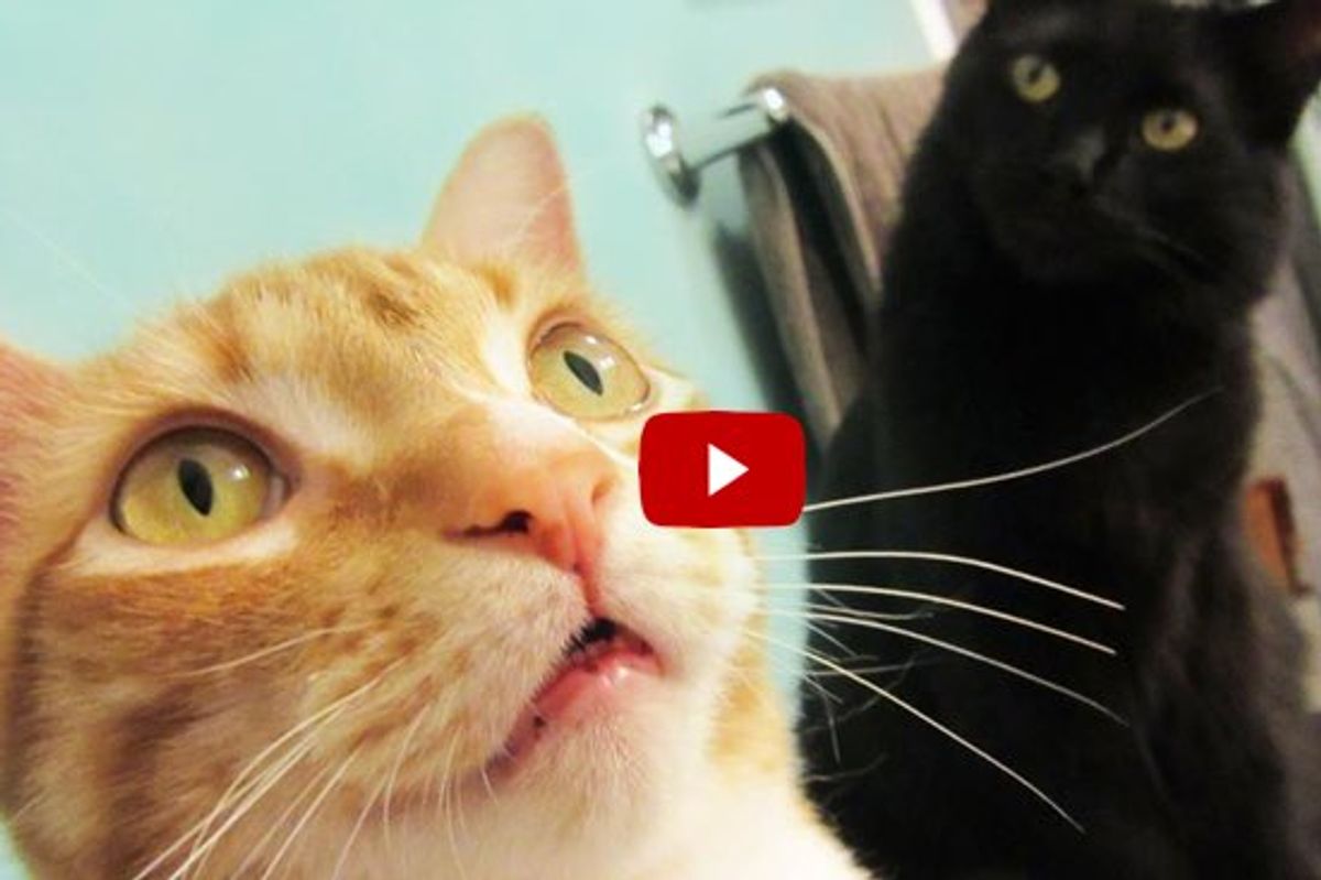 Here are Top 10 Cat Superpowers! Aren't Cats Super?