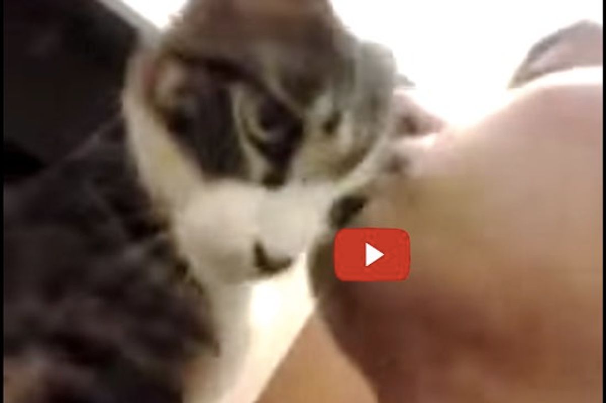 Cat Gives Human Dad the Biggest Welcome When He Gets Home!