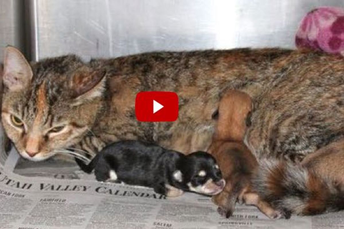 Kit the Super Cat Mom Helps Abandoned Newborn Puppies. But That's not All!