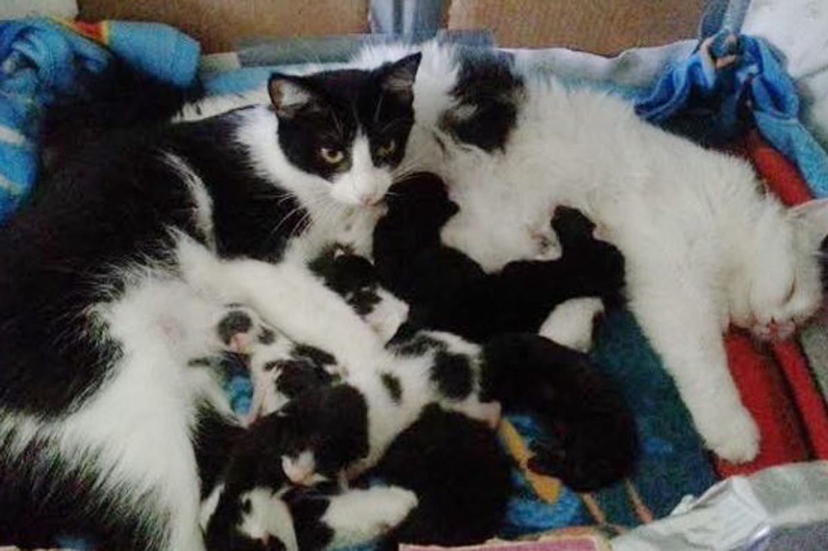 Two Rescue Cat Mamas Raise Their 12 Kittens Together!
