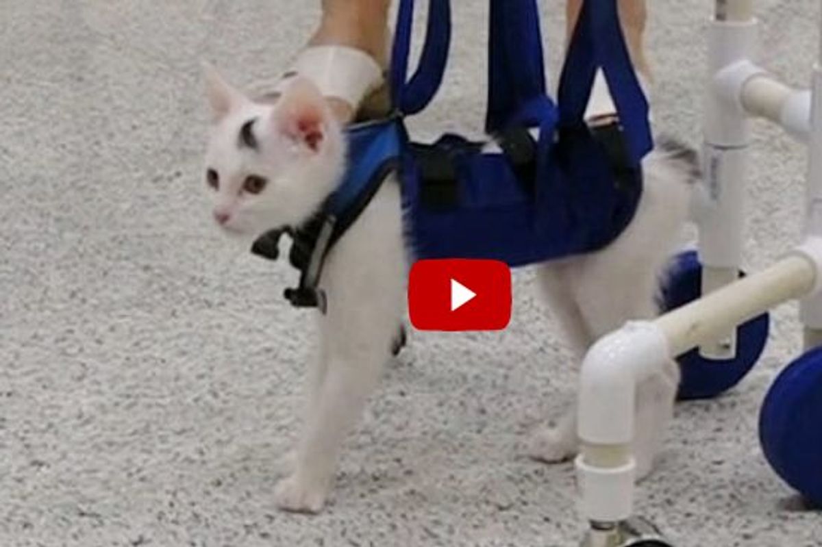 This Brave Kitty Couldn't Walk But Relearned to Use His Back Legs with a Walker!
