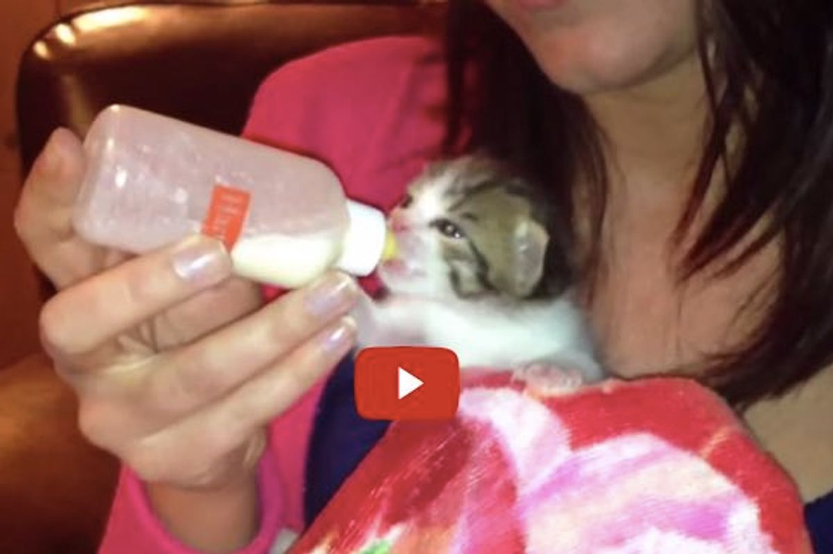 Orphan Kitten Moses Learns to Drink from a Bottle, Walk and More!