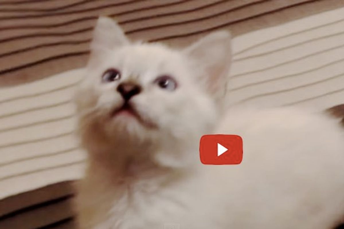 Watch as Wampa Kitty Gets in a Frenzy When He Discovers a Ceiling Fan!