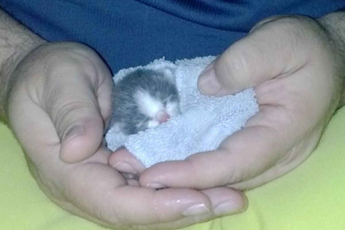 Big Guy Saves Tiny Kitten and Becomes Her Surrogate Dad