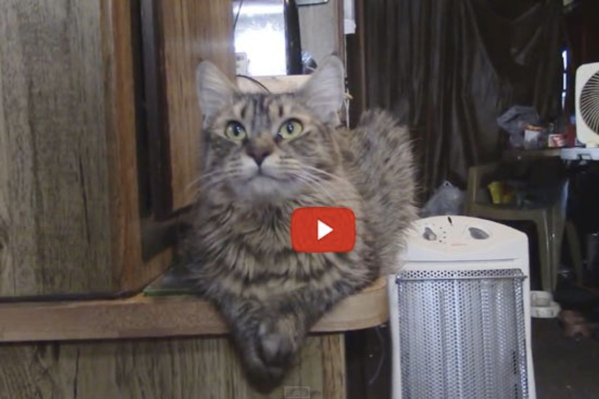 Lily the Cat Answers Her Human's Questions. The Last Question is Her Favorite!