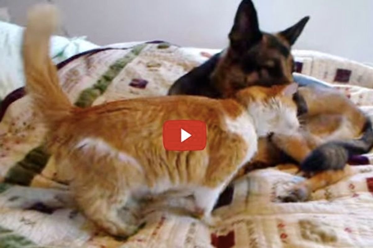 Missing Cat Reunites with His Doggy Friend. Heart Warming Reunion!