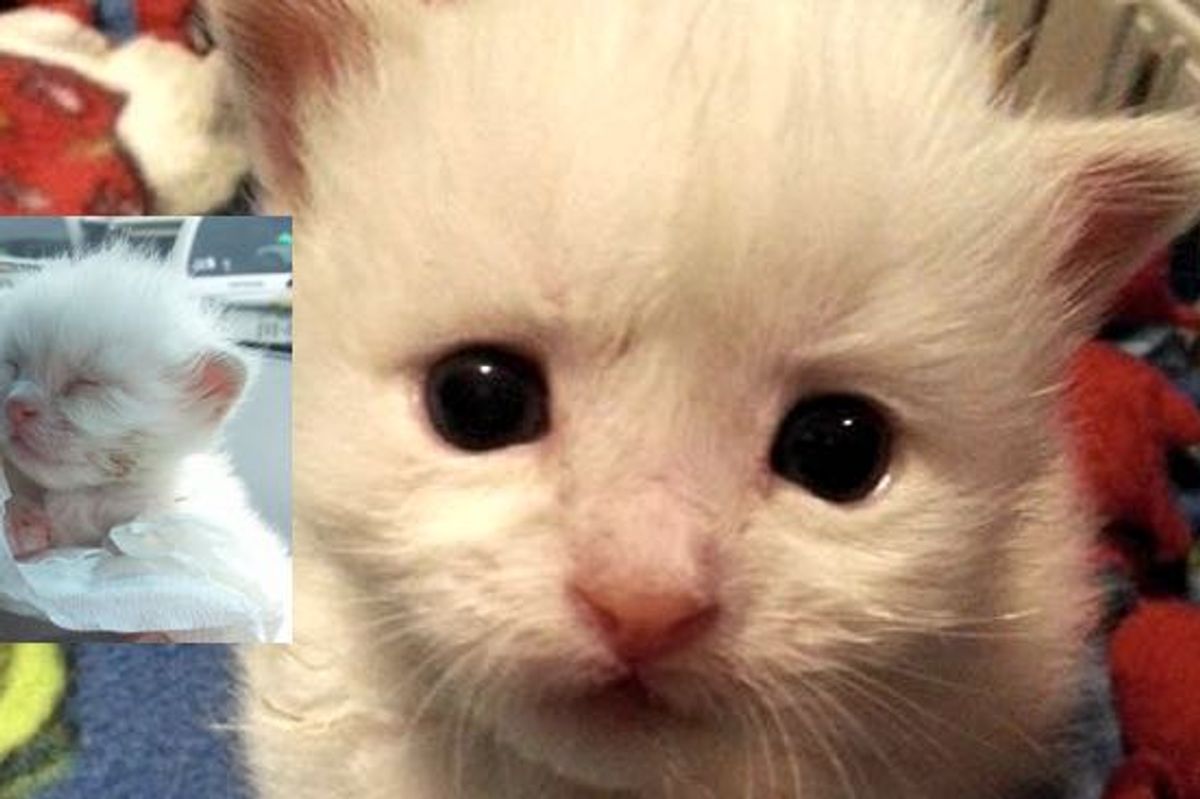 This Tiny Kitten is a Little Fighter Who Refuses to Give Up! Meet Stitch!