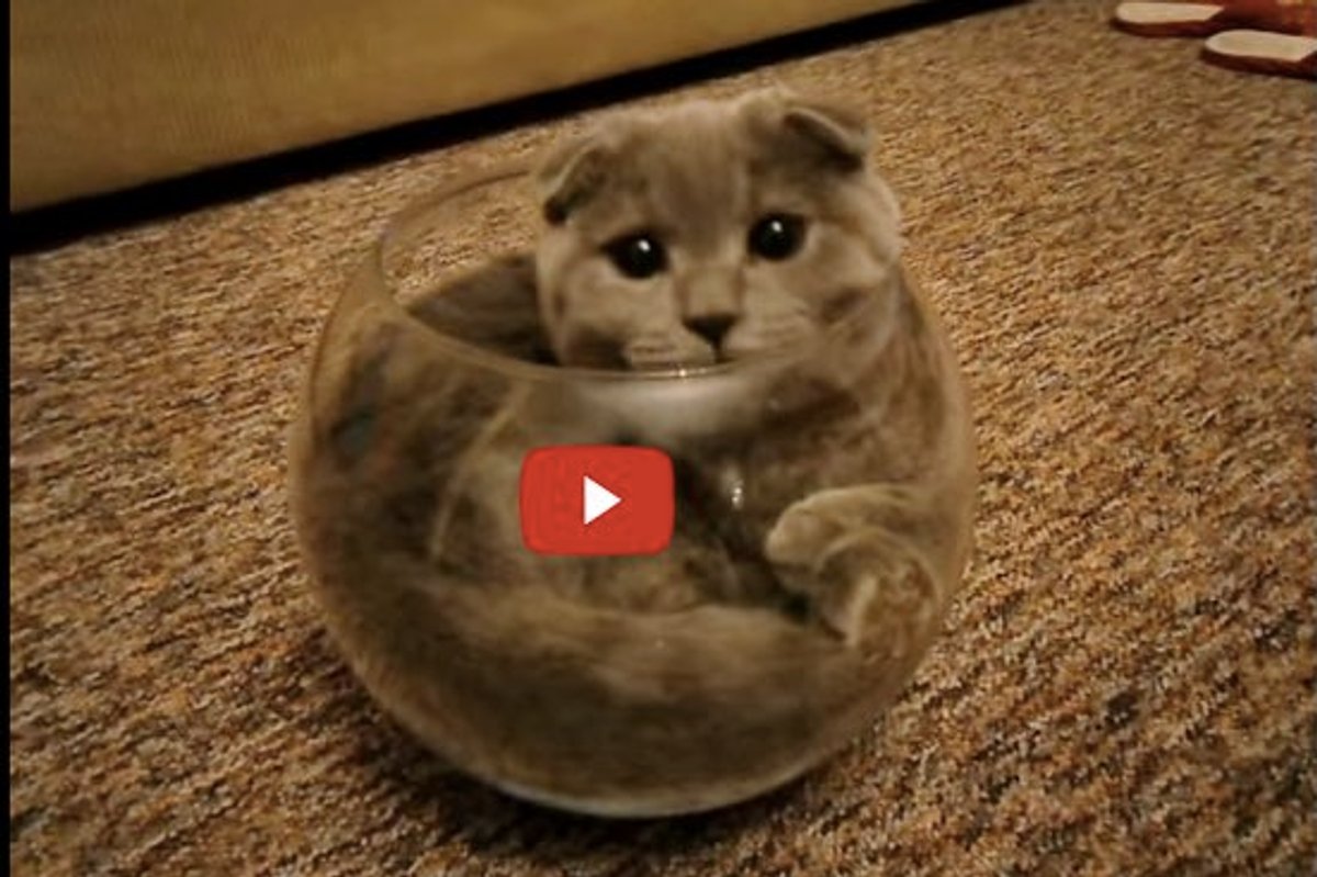 This Kitty Tries to Prove to His Human that Cats are Liquid