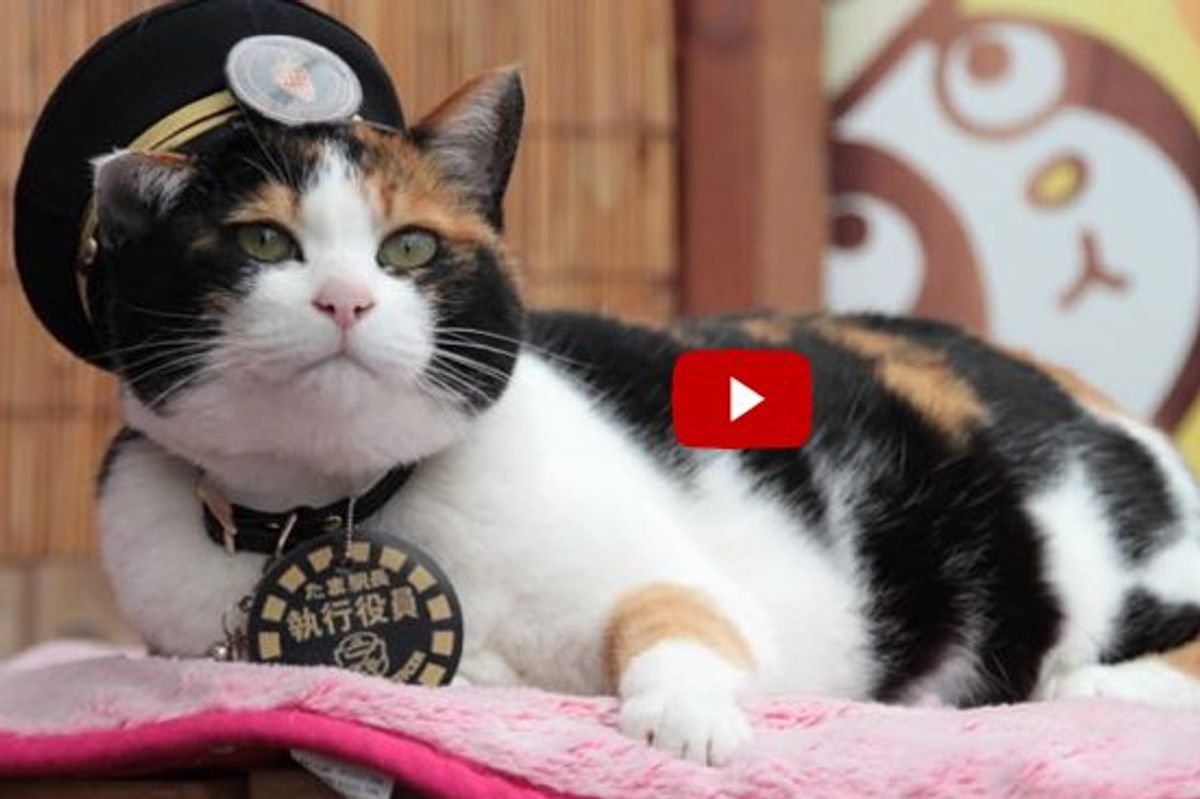 Station Master Tama, Rescue Cat that Saved a Train Station, Turns 16 Today!