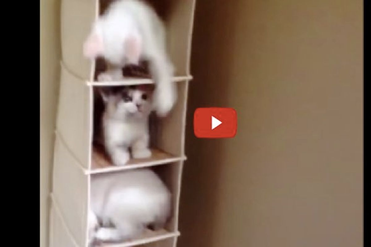 These Kitties Turn Hanging Organizer into Cat Kondo! This is Why We Need More Kitties!