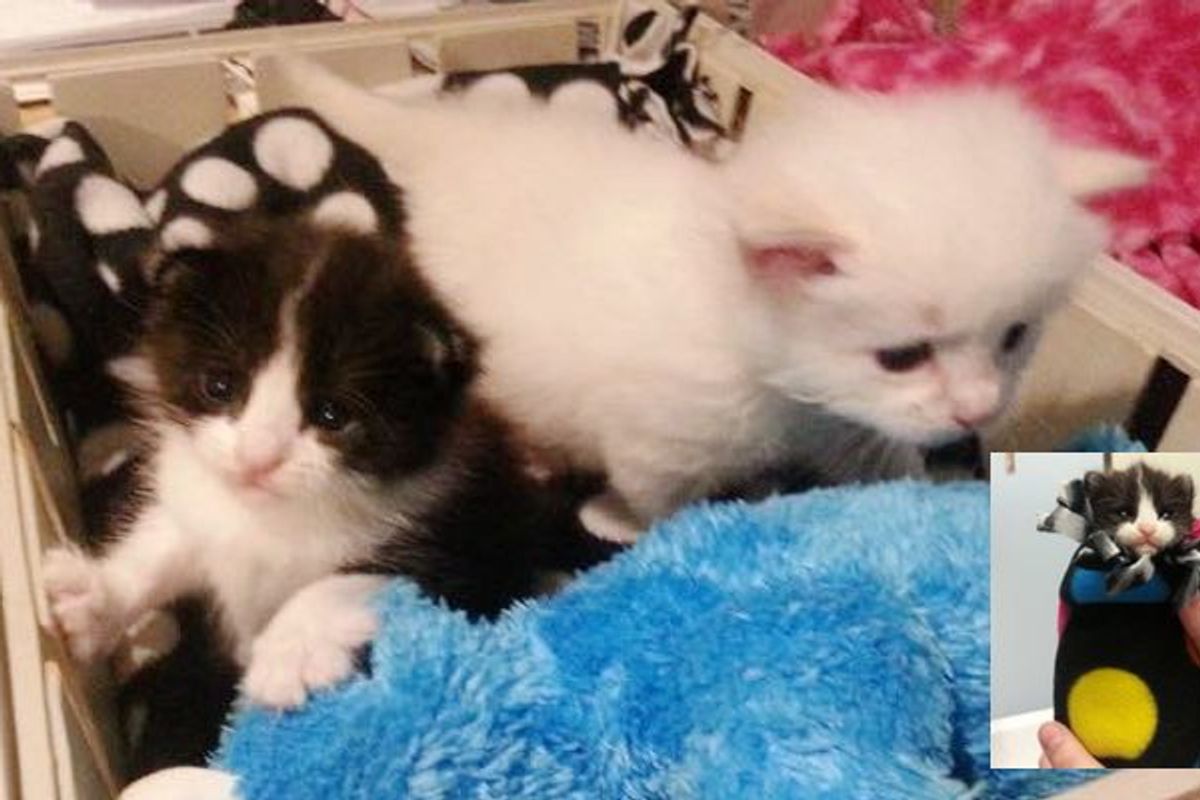 Tiny Rescue Kitten Adopts a Tinier Orphan Kitten. It's the Purrfect Pair!