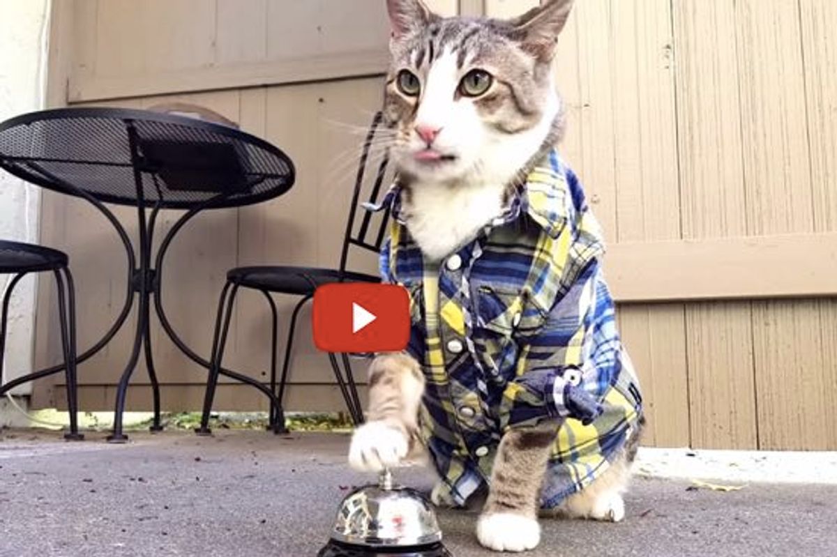 This Handsome Cat Has Trained His Human to Serve Him Treats with a Bell! The Ending is Hilarious!