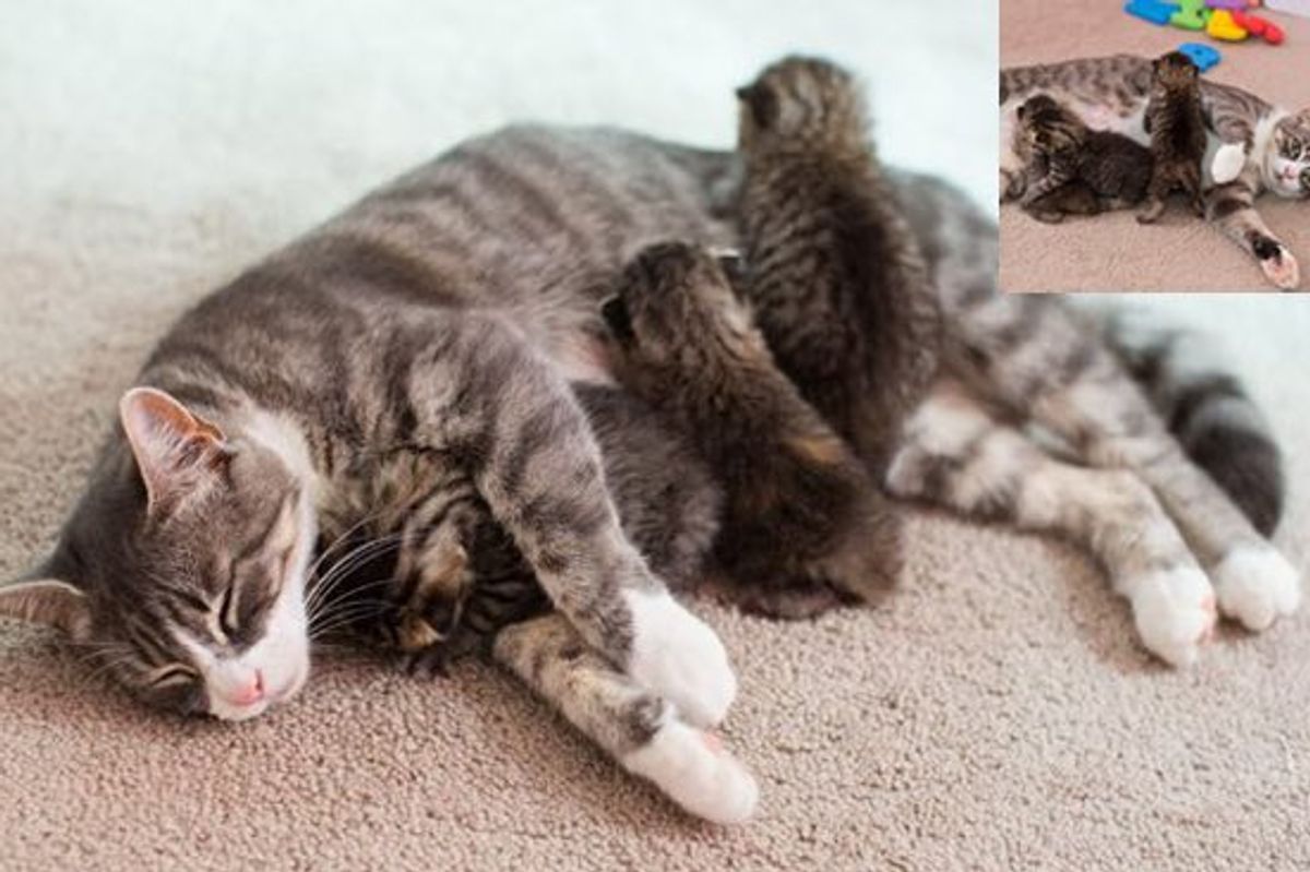 Momma Cat Lost All Three Kittens Adopts Three Orphan Babies. It's a Miraculous Match!
