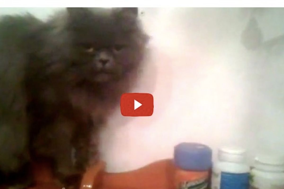 This Kitty 'Helps' His Humans Declutter Their Shelf! I Could Not Stop Laughing!