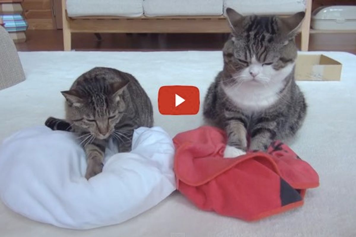 Maru and Hana Making Biscuits! Love Their Facial Expressions!