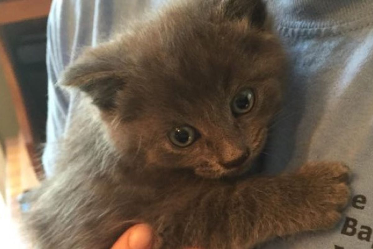 They Keep a Bowl of Cat Food for Strays. This is What They Found Inside it!