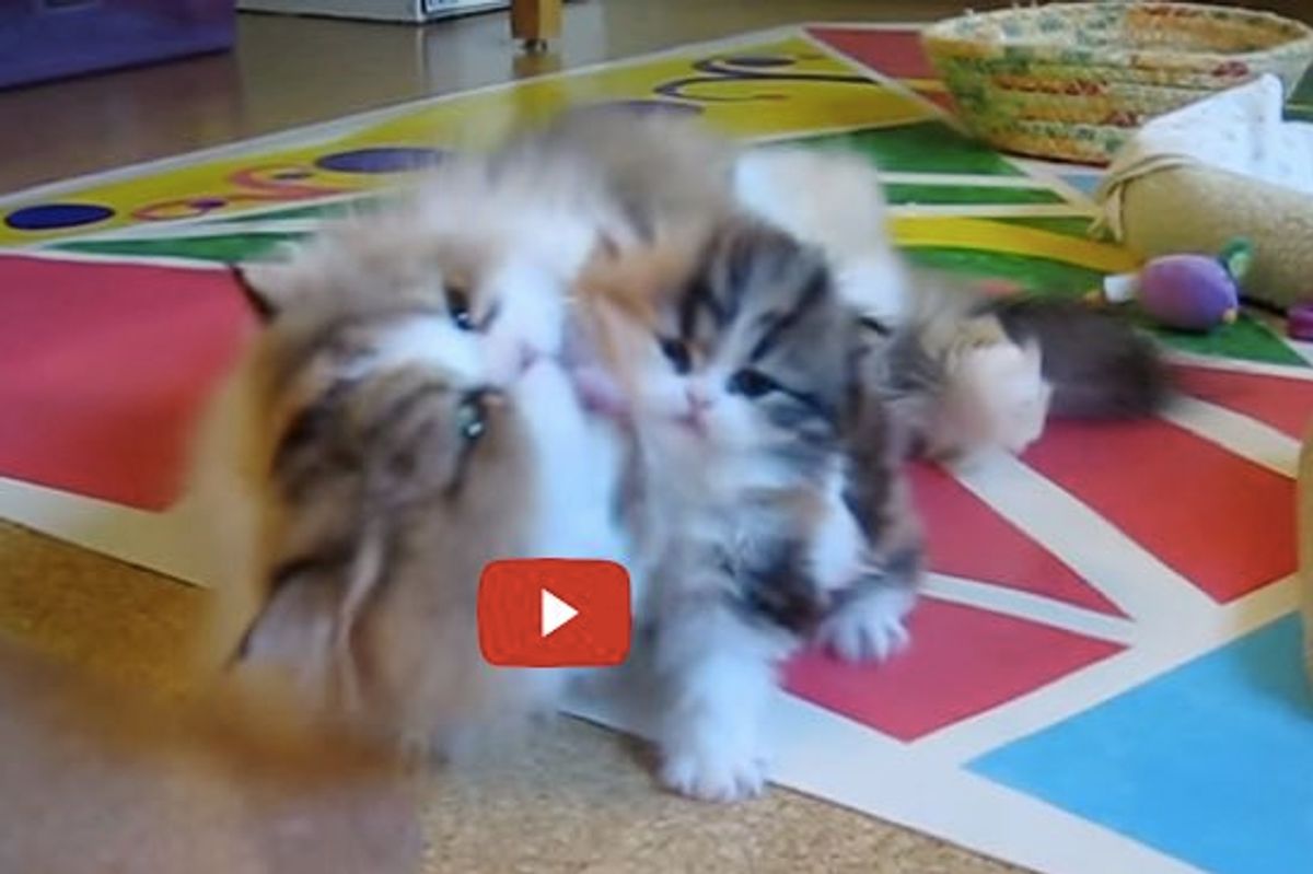 Momma Cat Gives Her Kitten a Power Wash. You Can't Escape it!