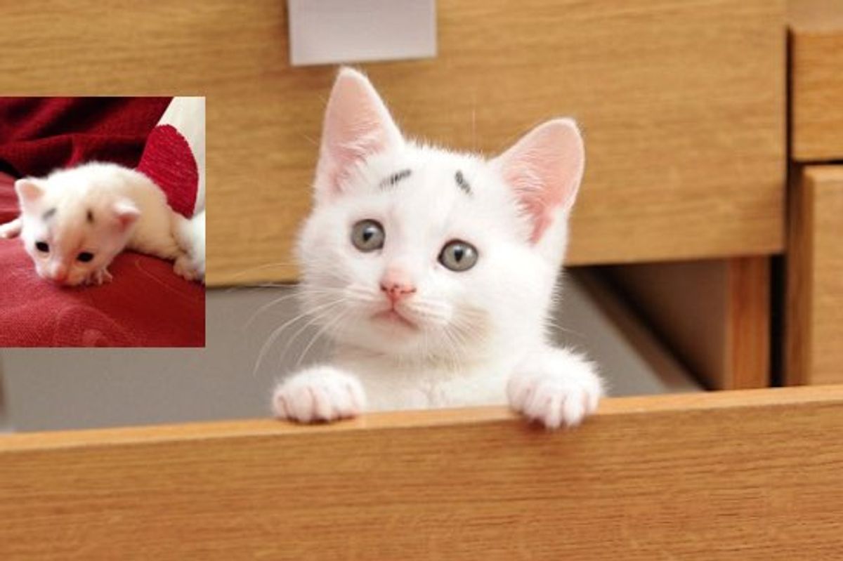 This Kitten Has a Permanent Concerned Look. Meet Gary the Kitty!