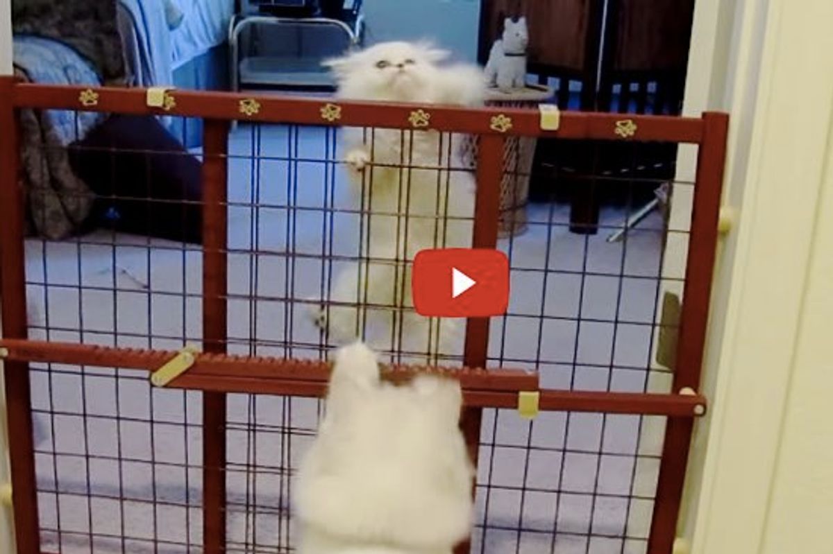 Cat Mama Teaches Her Kitty to Escape the Nursery Pen