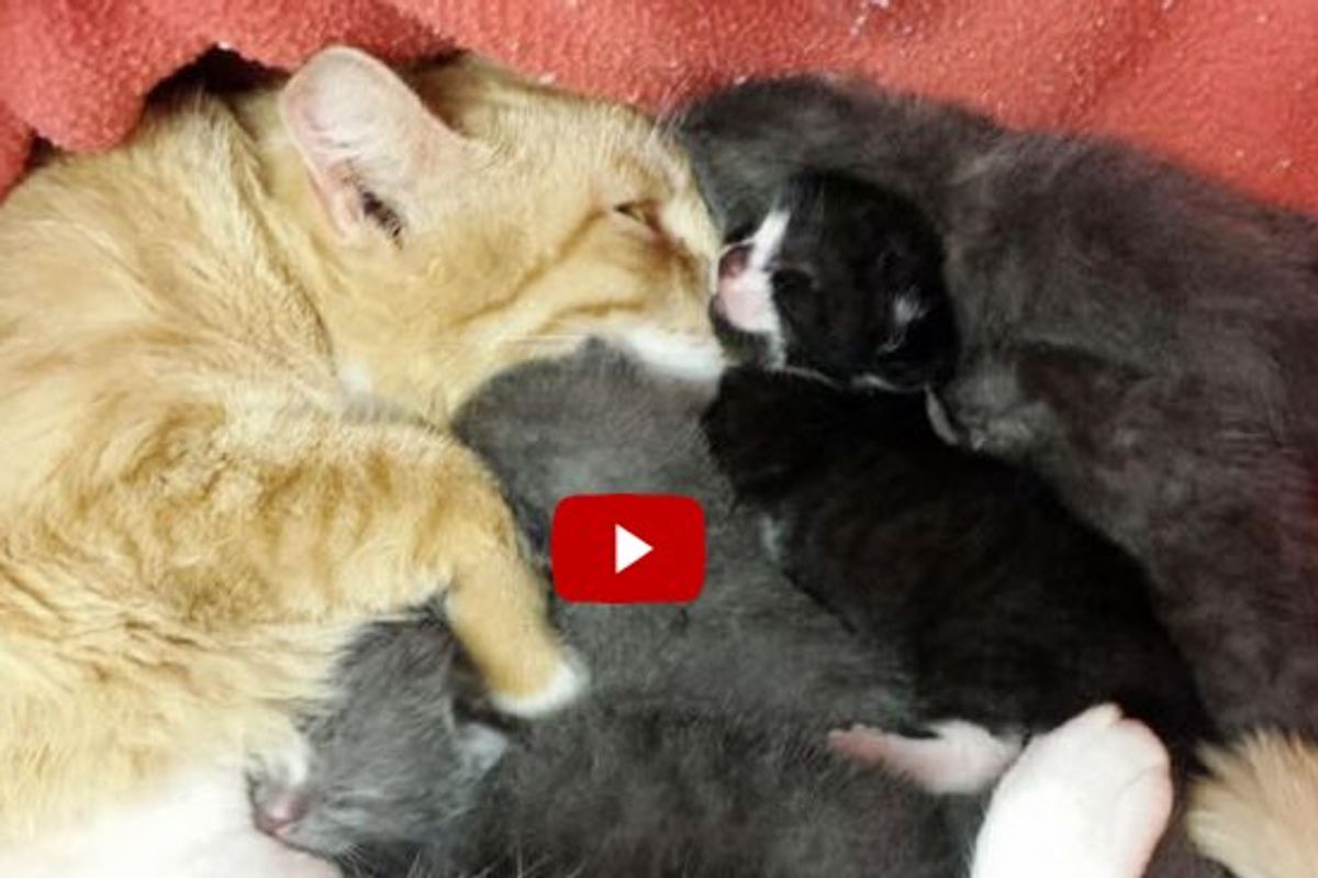 Ginger Cat Becomes New Mom to Six Abandoned Kittens