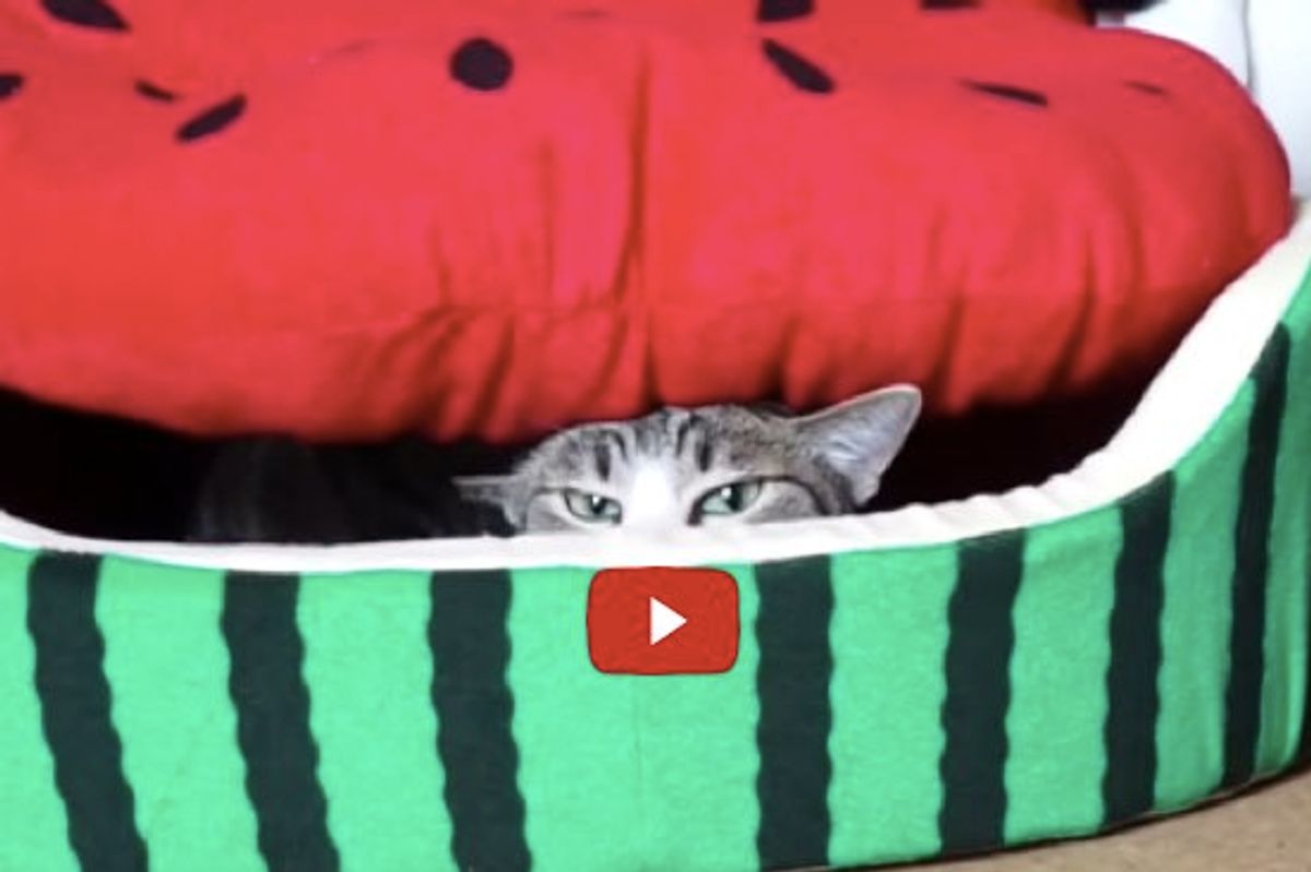 See How Kitty Launches a Sneak Attack from Her Giant Watermelon Bed...