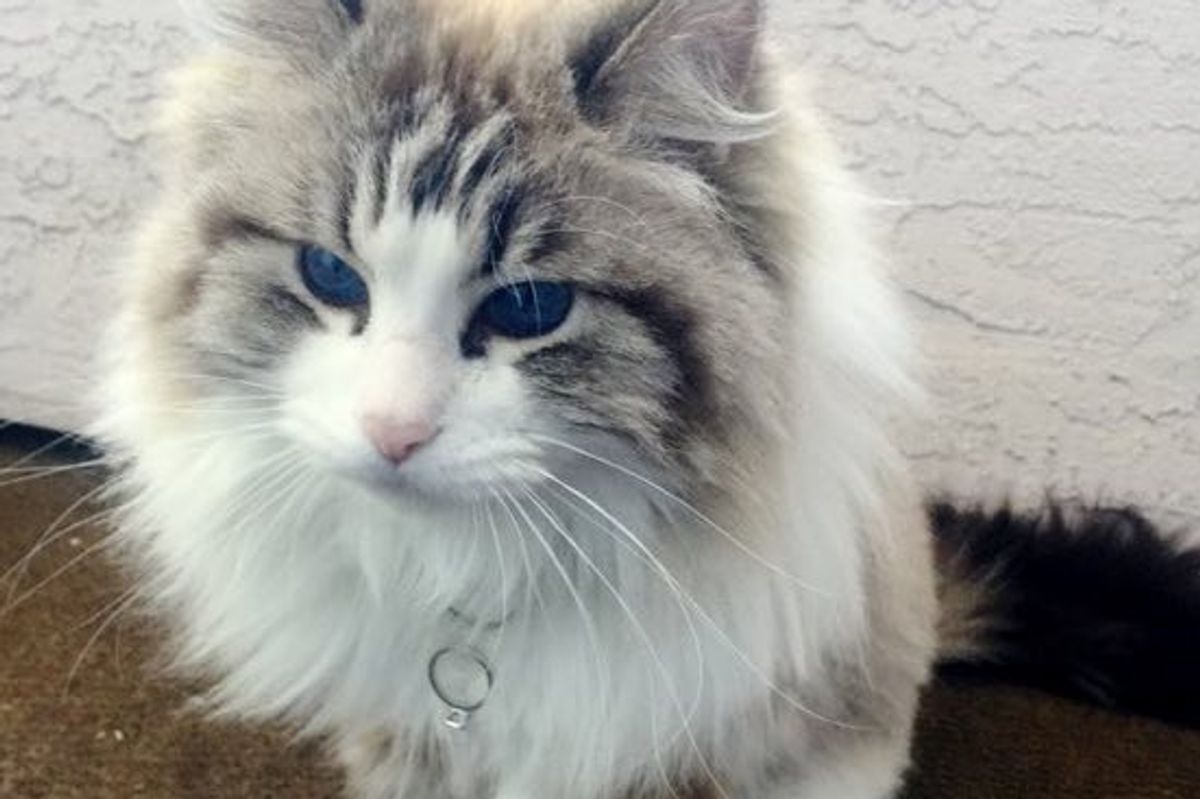 Cat Helps Man Propose to His Girlfriend. It's the Purrfect Surprise!