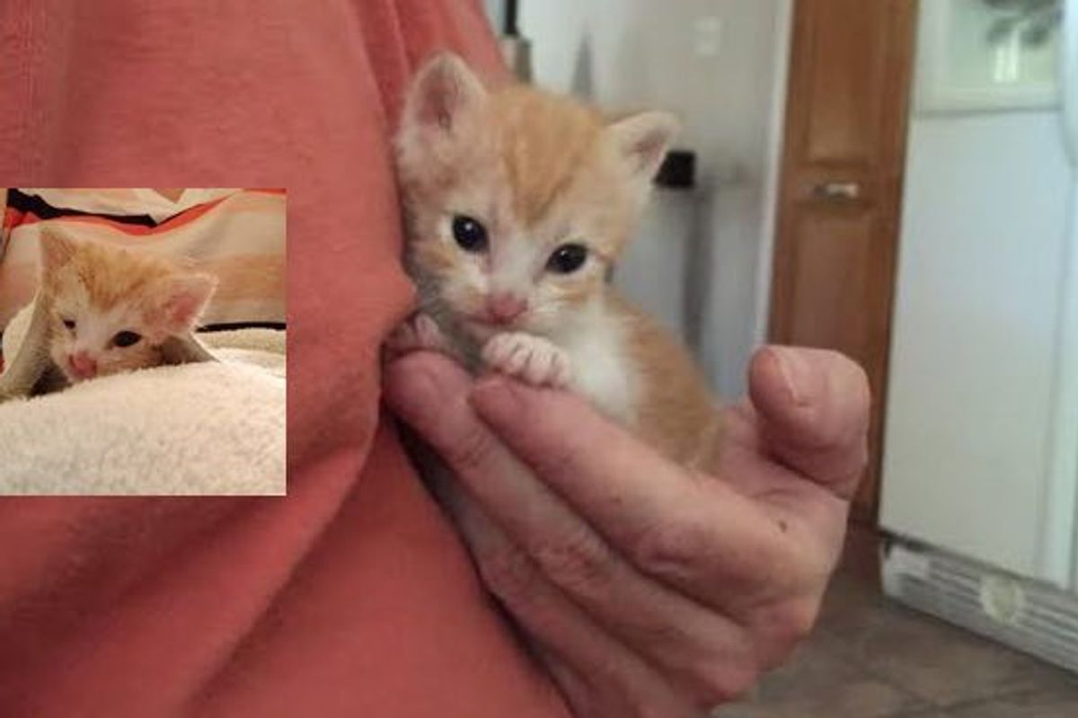 Cashew the Kitten Abandoned No More! What a Difference Rescue Can Make!