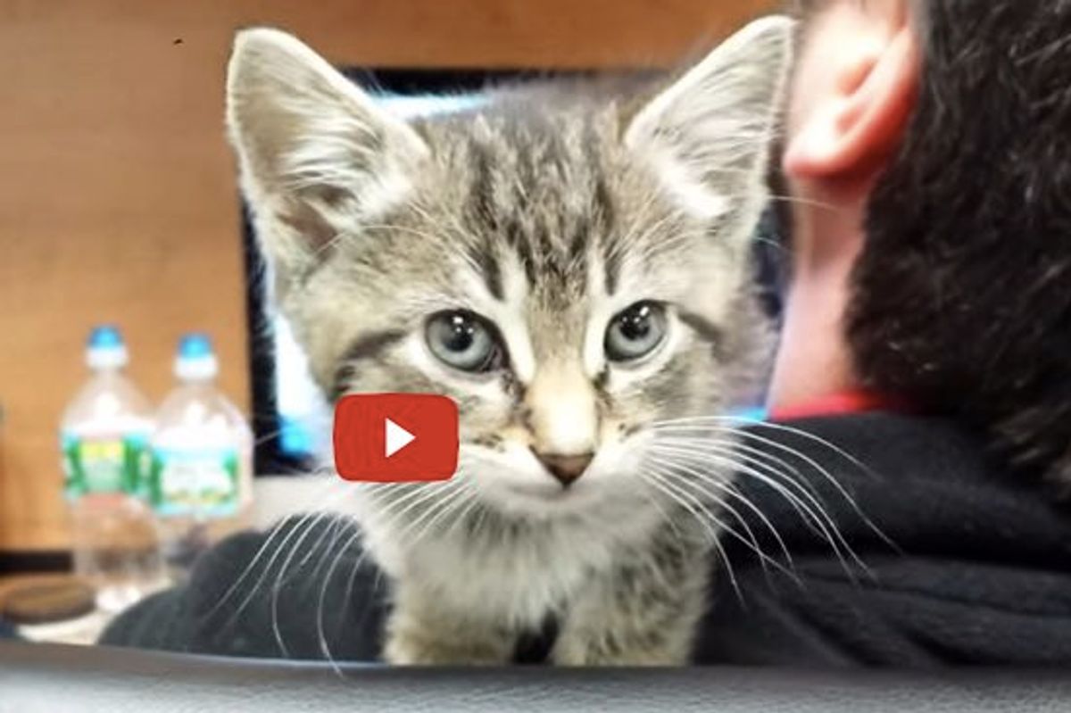 Office Kitten Mews Like a Broken Squeaky Toy