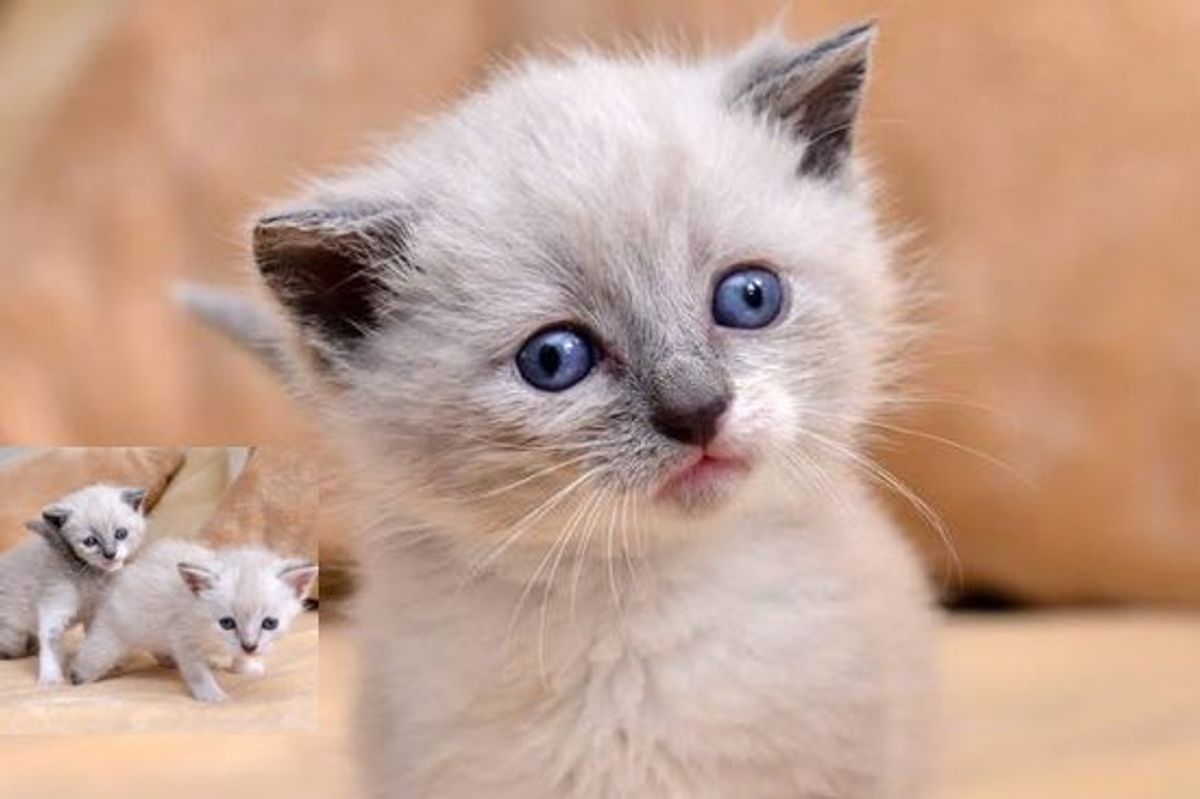 Koko and YumYum Two Tiny Tripawds. Nothing Slows Them Down!