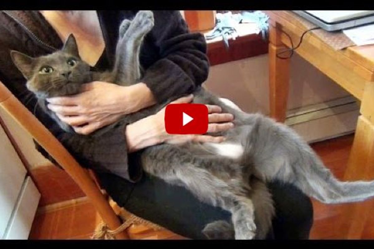 Monkey the Kitty Loves His Purrfect Cat Mom