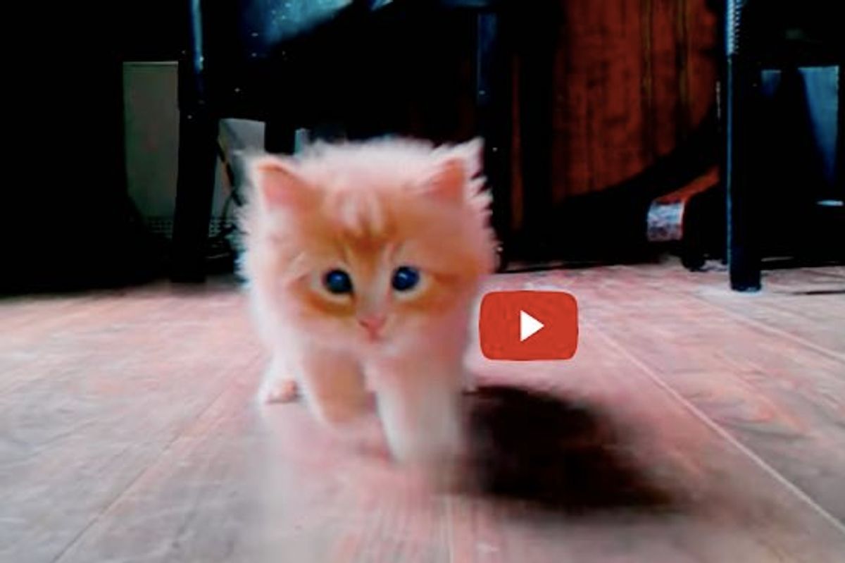 What Happens When Pippin the Kitten is in Her Ninja Mode!