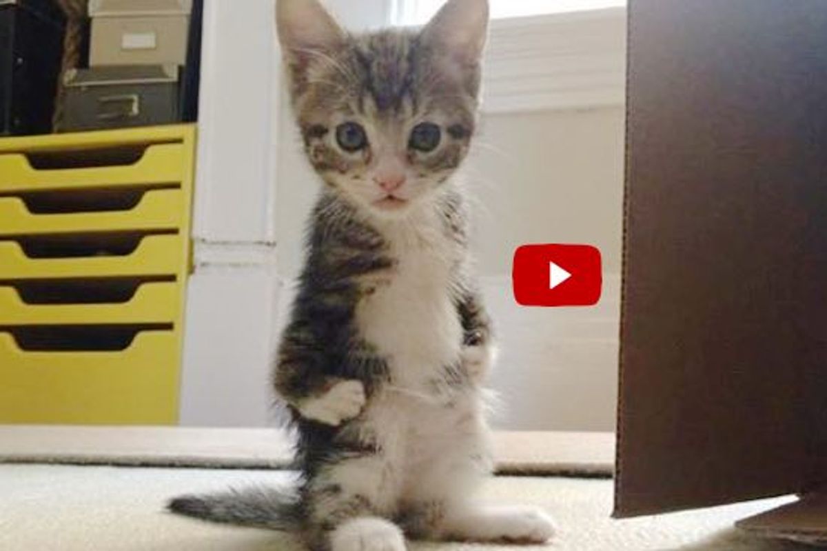 This Kitty Hops Like a Kangaroo and Lives Every Day to Its Fullest