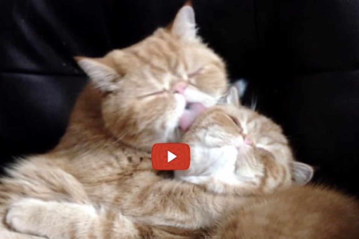 The Love Two Kitties Share During a Grooming Session, Then It Takes an Unexpected Turn.