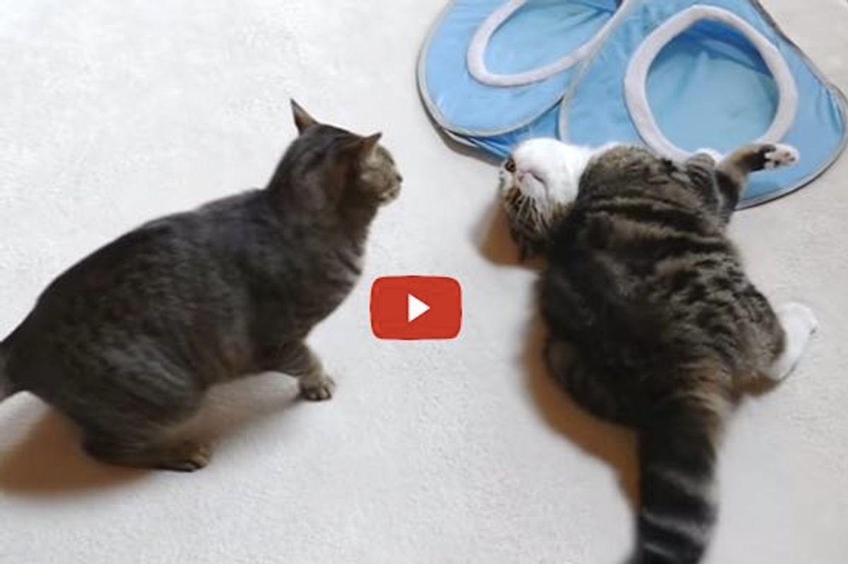 Maru and Hana Rumble on the Mat