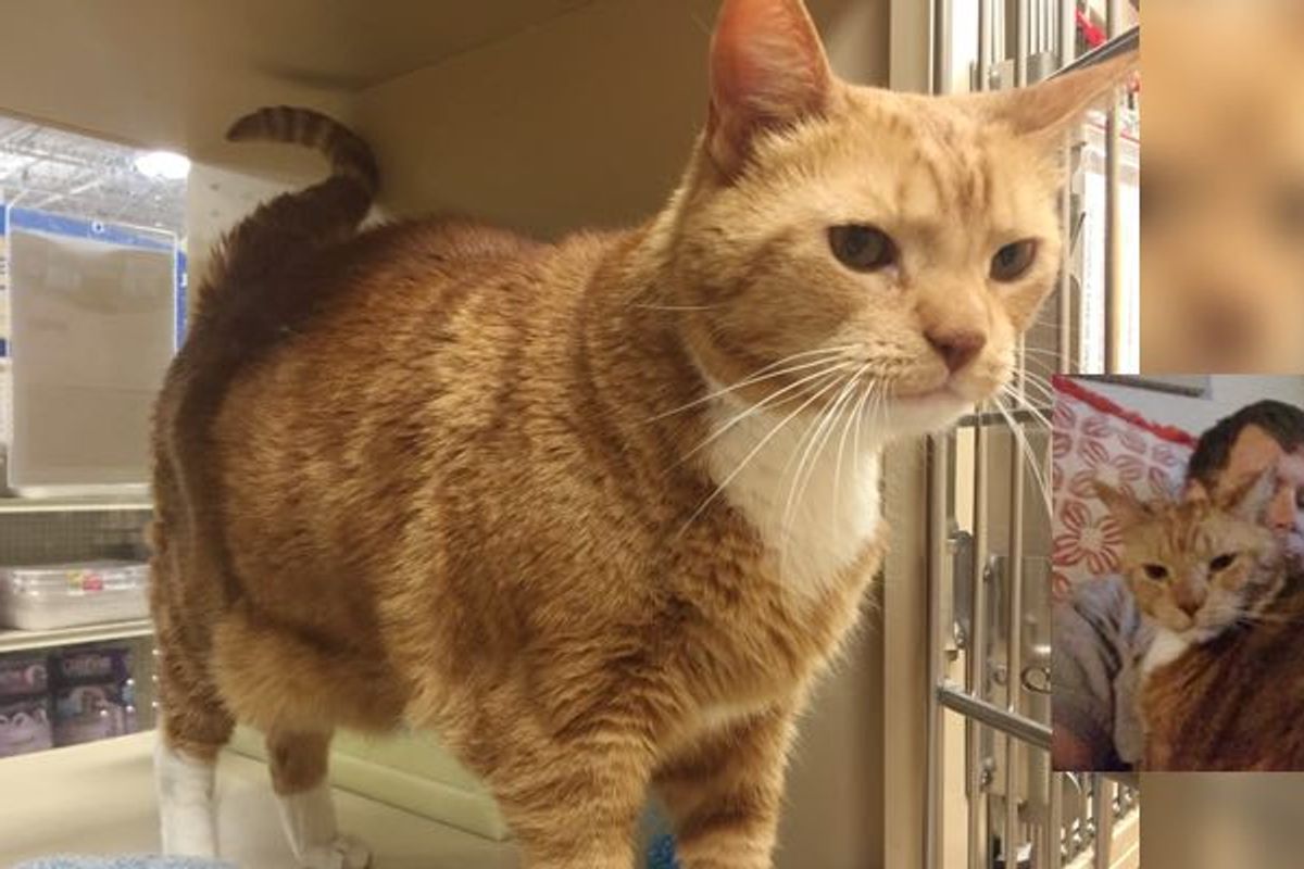 They Went in for Cat Food and Came Out with a 25 Pound Rescue Cat..