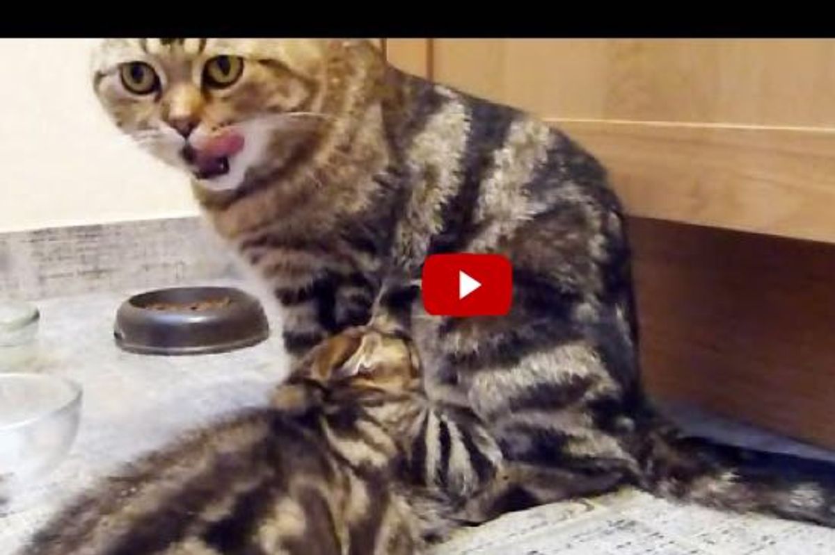 The Most Adorable Food Chain! This Cat Mom Has no Breaks!