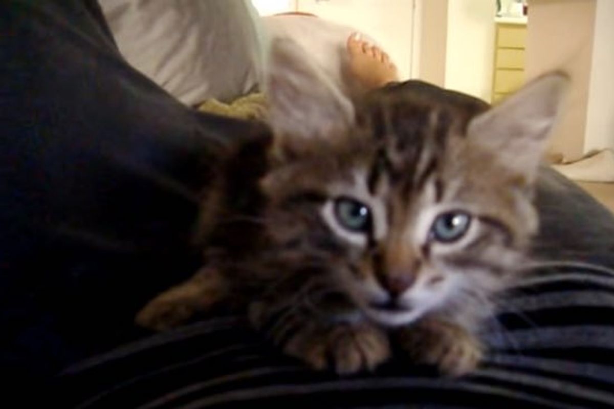 Bella the Maine Coon Kitten Squeaks for Love