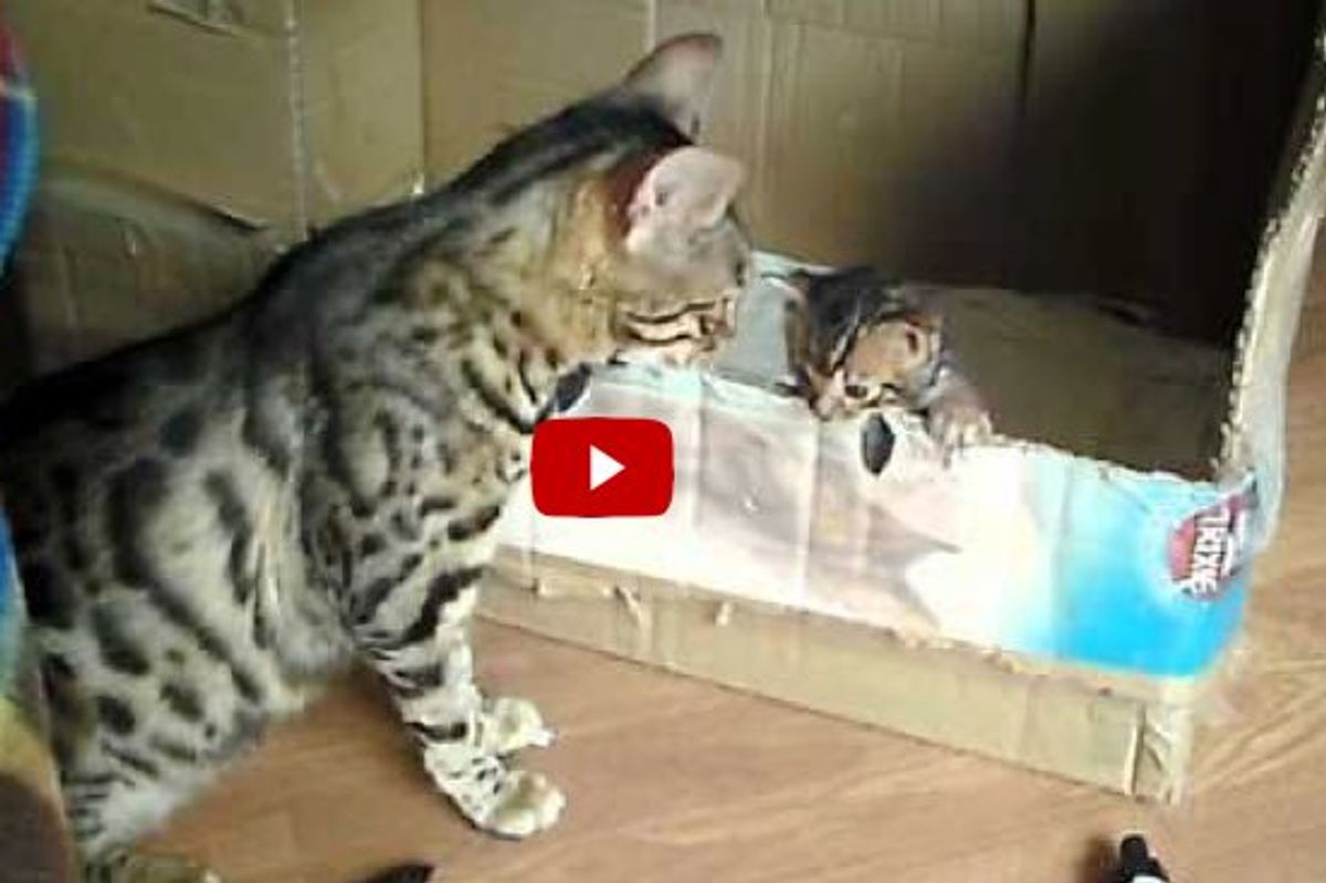 Cat Mama Encourages Her Kitten to Learn to Climb Out of the Box
