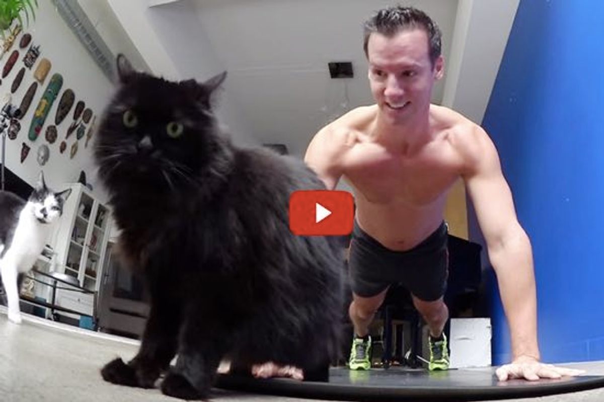 Why Do Cats Love to Get in the Way During Exercise? Well Now We Know!
