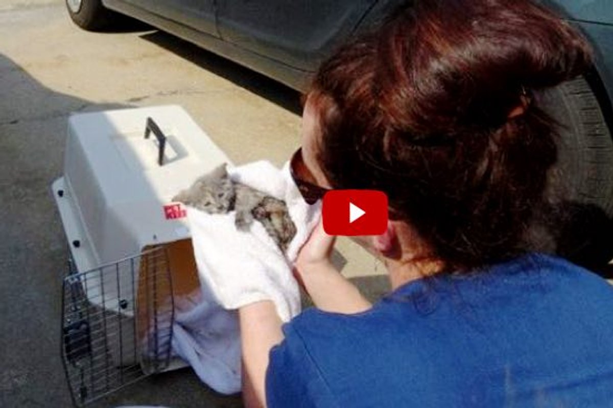 Incredible Raw Footage of Kitten Freed from Drain Pipe by Firefighters.