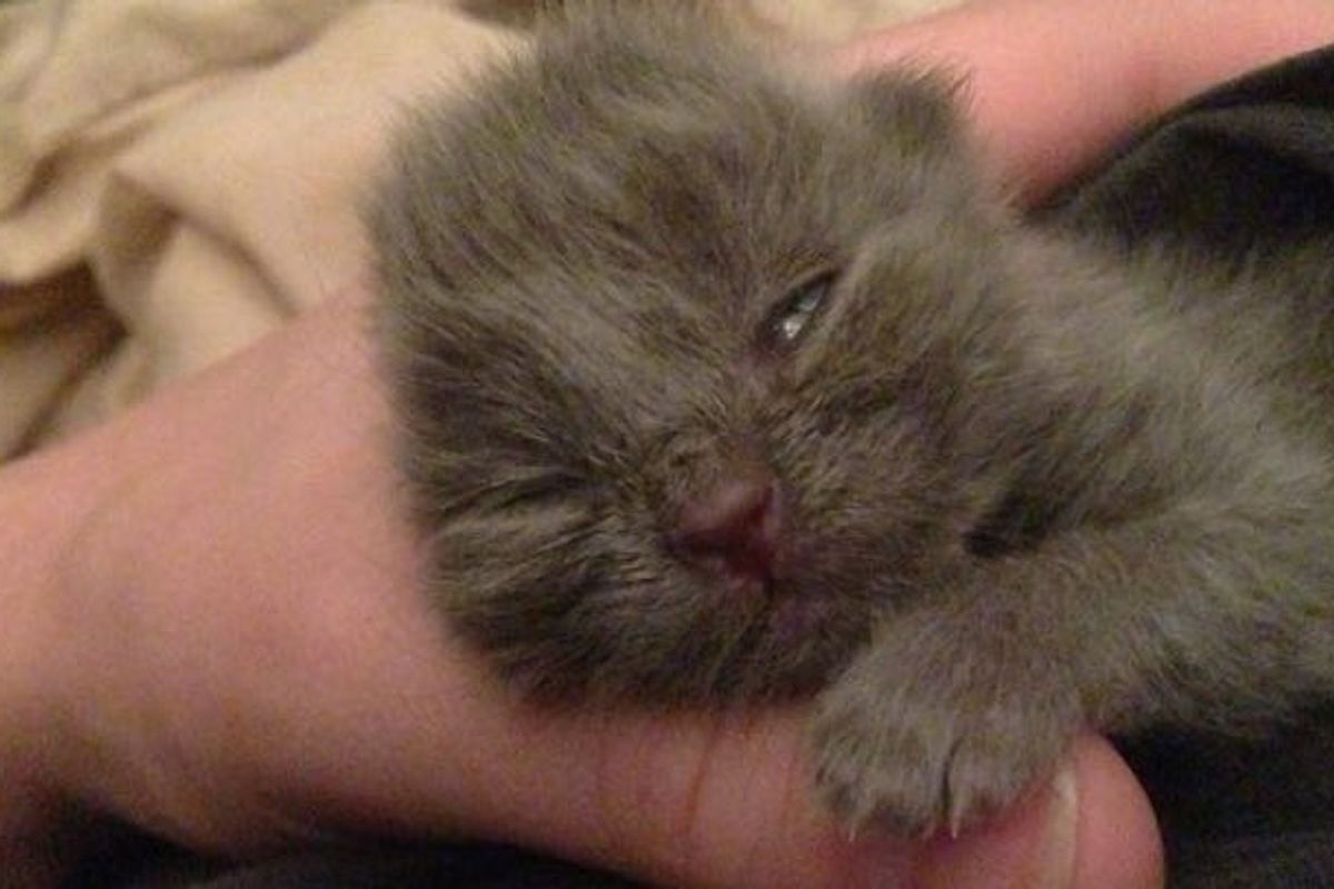 Baby Kitten Saved from Yard is Now Happy and Loved