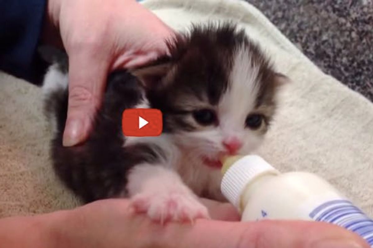 Tiny Rescue Kitten LOVES Her Bottle! Look at that Intense Face!