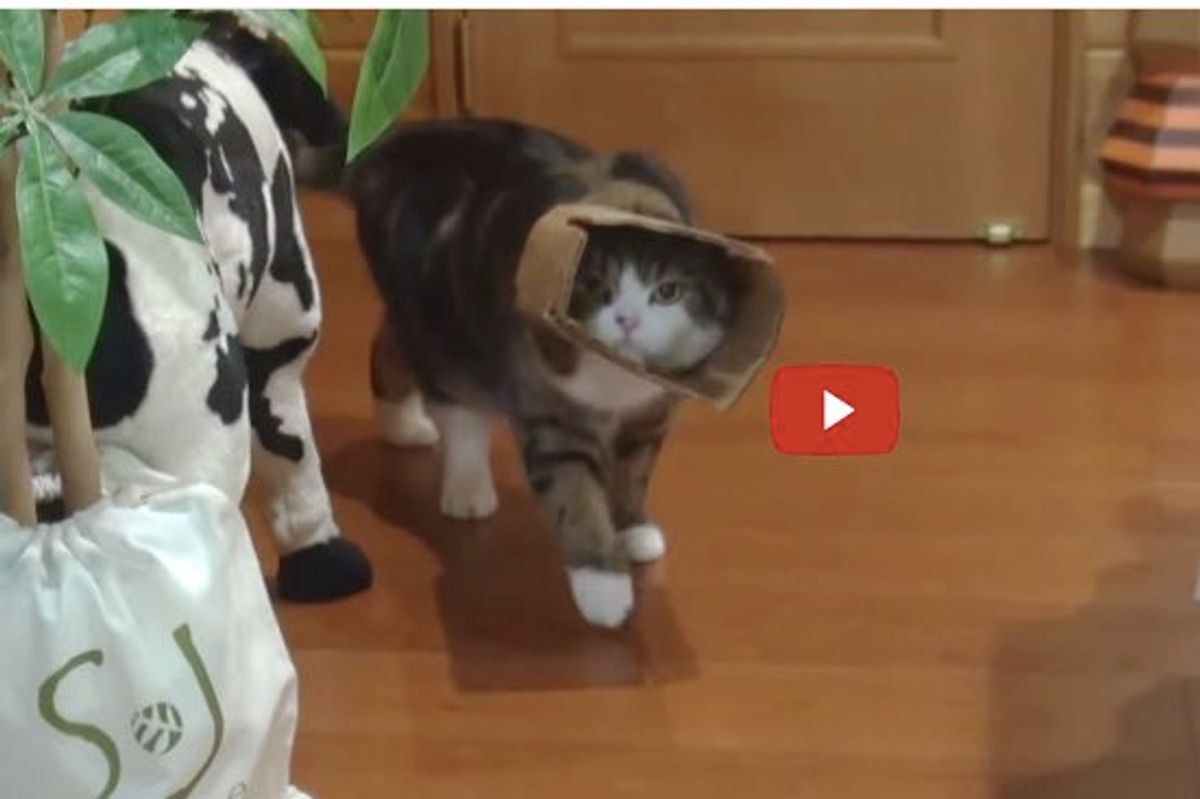Maru the Box Cat Develops New Walking Style. Hana's Reaction is Priceless!