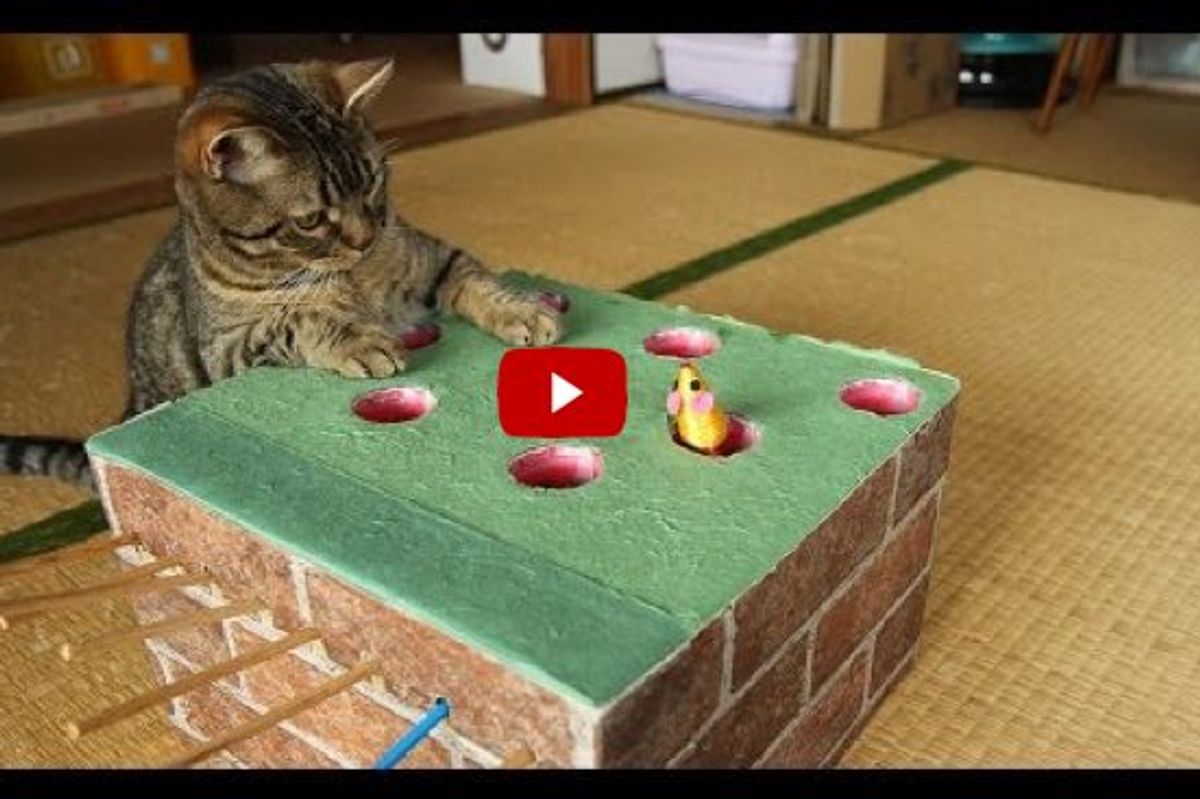Cats Trying Out a Home-made Whack-a-Mole! This is Brilliant!