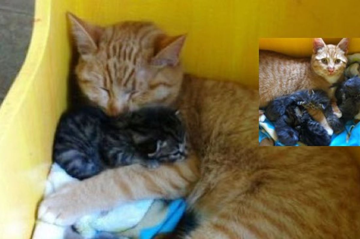Male Cat With Special Needs Nurtures Litter of Orphaned Kittens