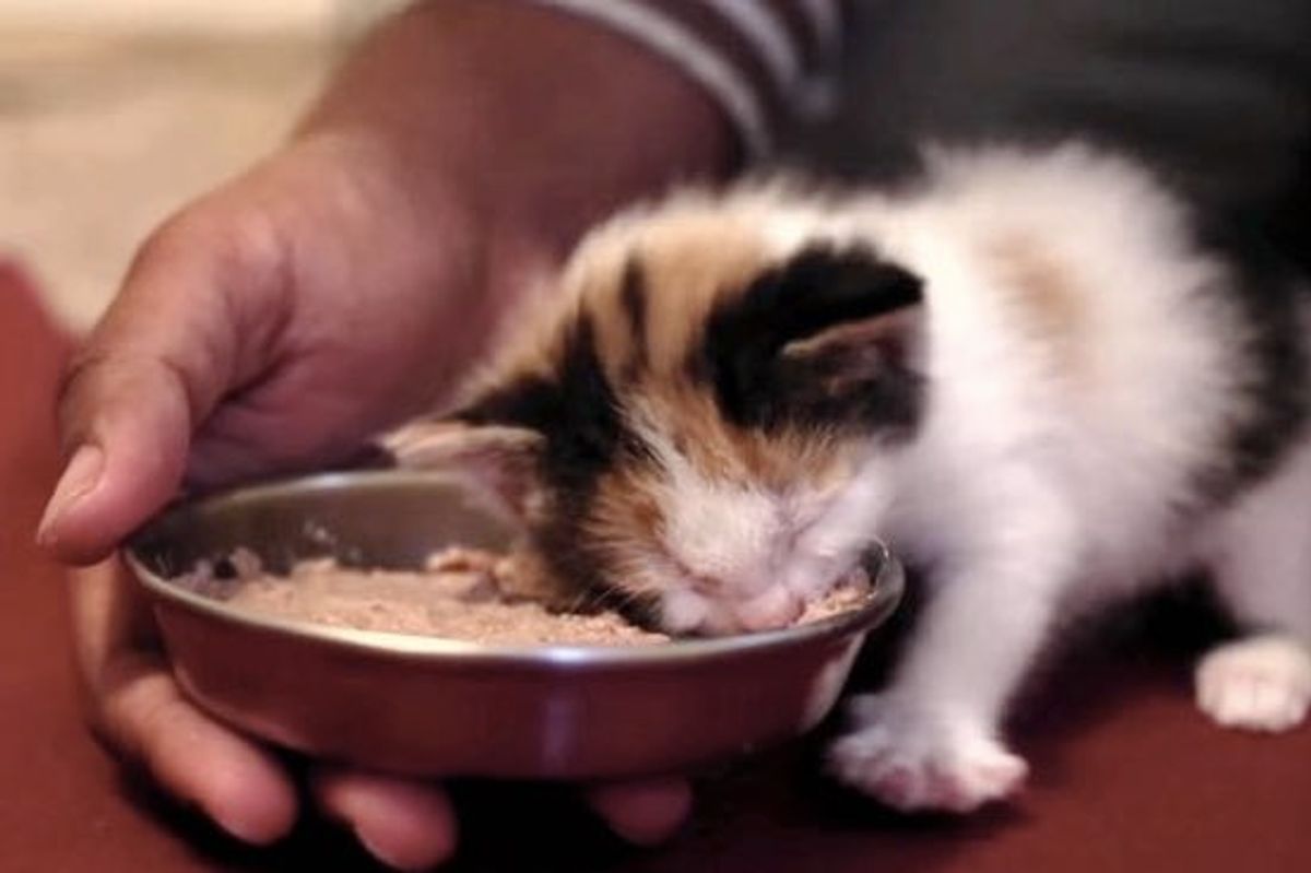 A Man Takes in Five Motherless Kittens into His Foster Home and Changes Their Lives!